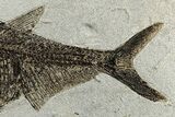 Large Fossil Fish (Diplomystus) - Wall Mount #300368-3